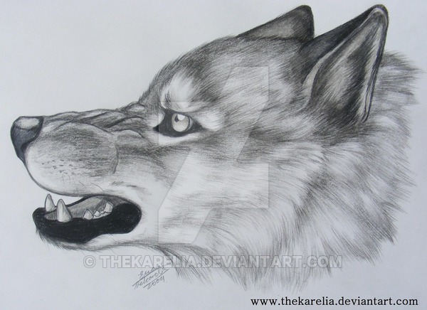 600x436 Wolf Face - Wolf Face Drawing