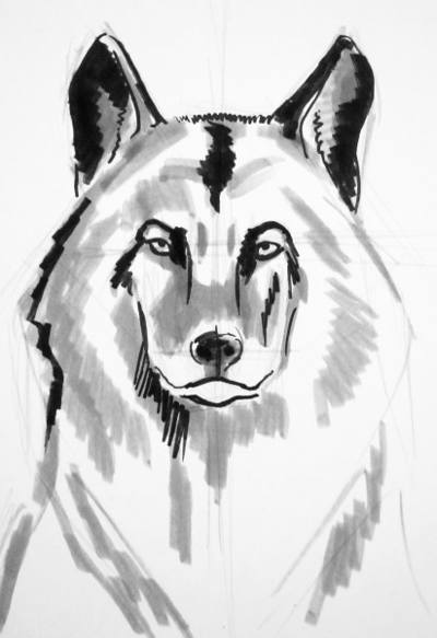 400x583 Wolf Face Drawing - Wolf Face Drawing
