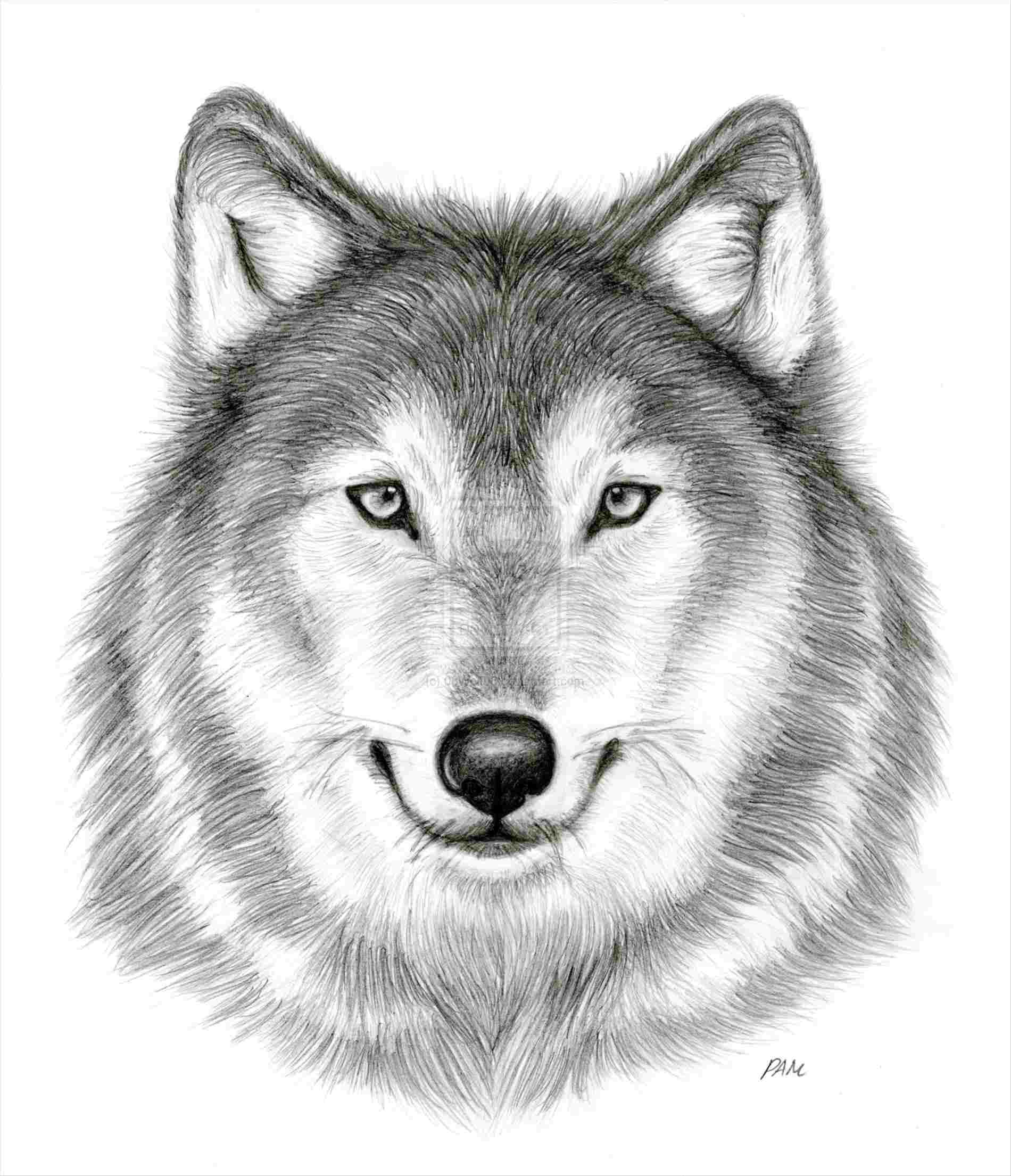 Wolf Face Drawing at PaintingValley.com | Explore collection of Wolf ...