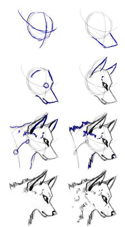 Wolf Face Drawing Step By Step At Paintingvalleycom