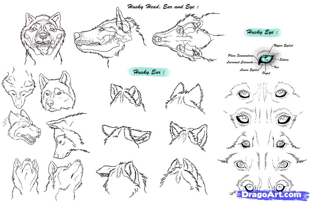 1000x651 How To Draw A Wolf Face Easy Step - Wolf Face Drawing Step By Step