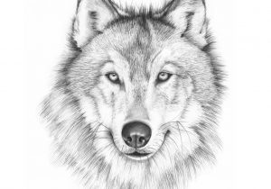 300x210 pencil sketch wolf face how to draw a wolf head, mexican wolf - Wolf Face Drawing Step By Step