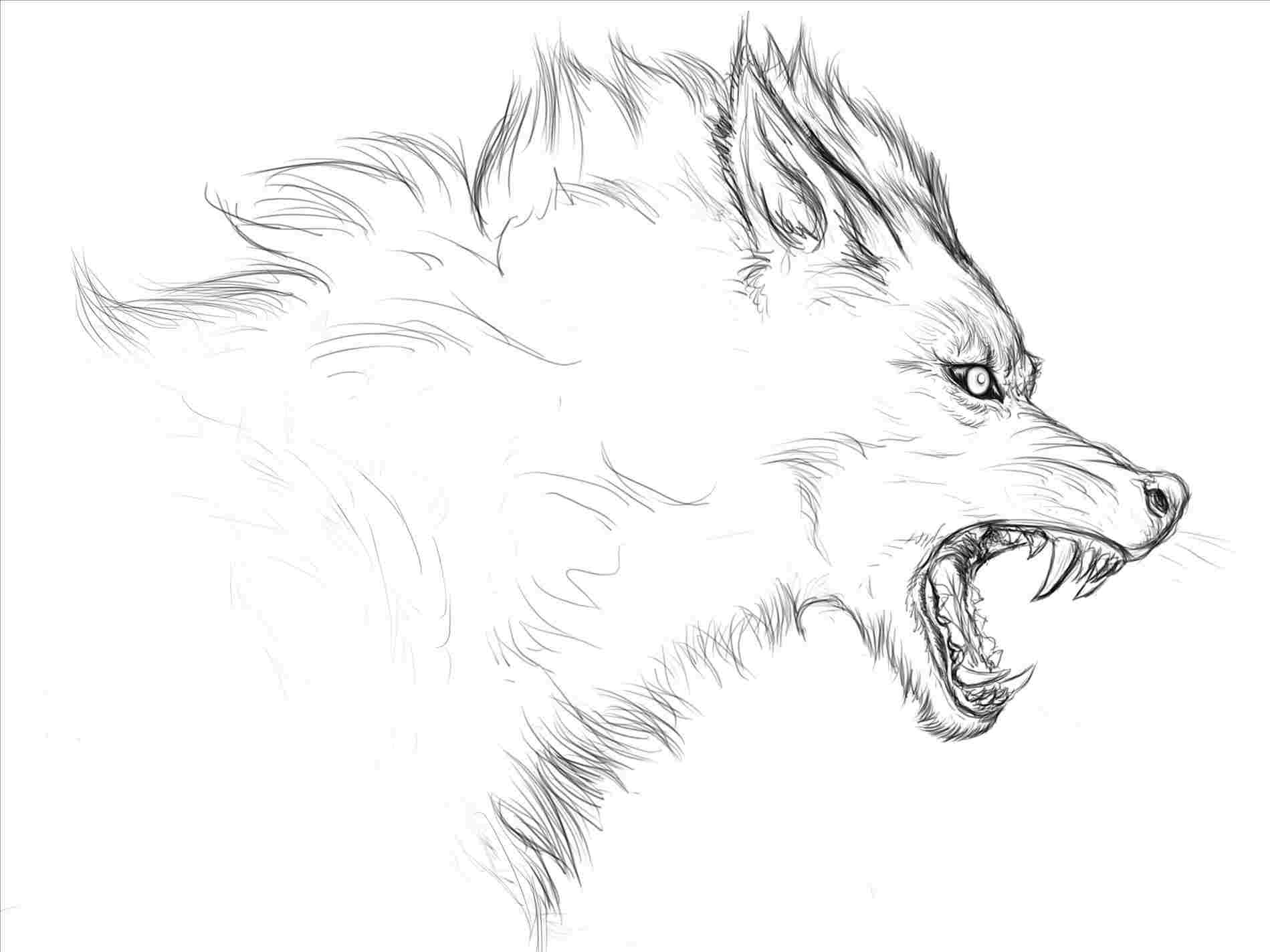 Wolf Face Drawing Step By Step at PaintingValley.com | Explore ...