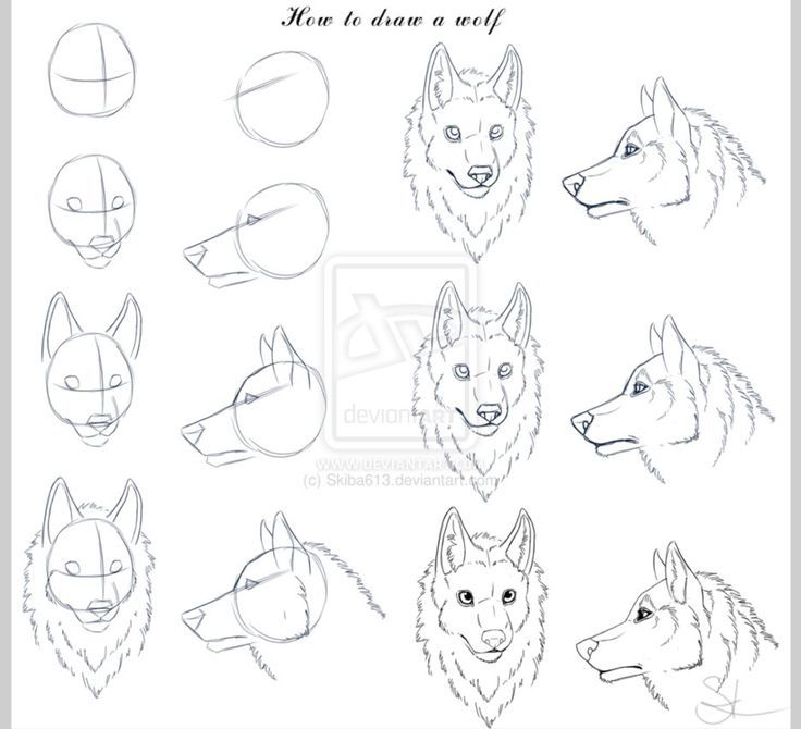 Wolf Face Drawing Step By Step At Paintingvalley Com Explore Collection Of Wolf Face Drawing Step By Step