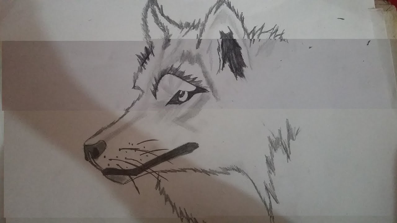 1280x720 How To Draw Wolf Face Step - Wolf Face Drawing Step By Step