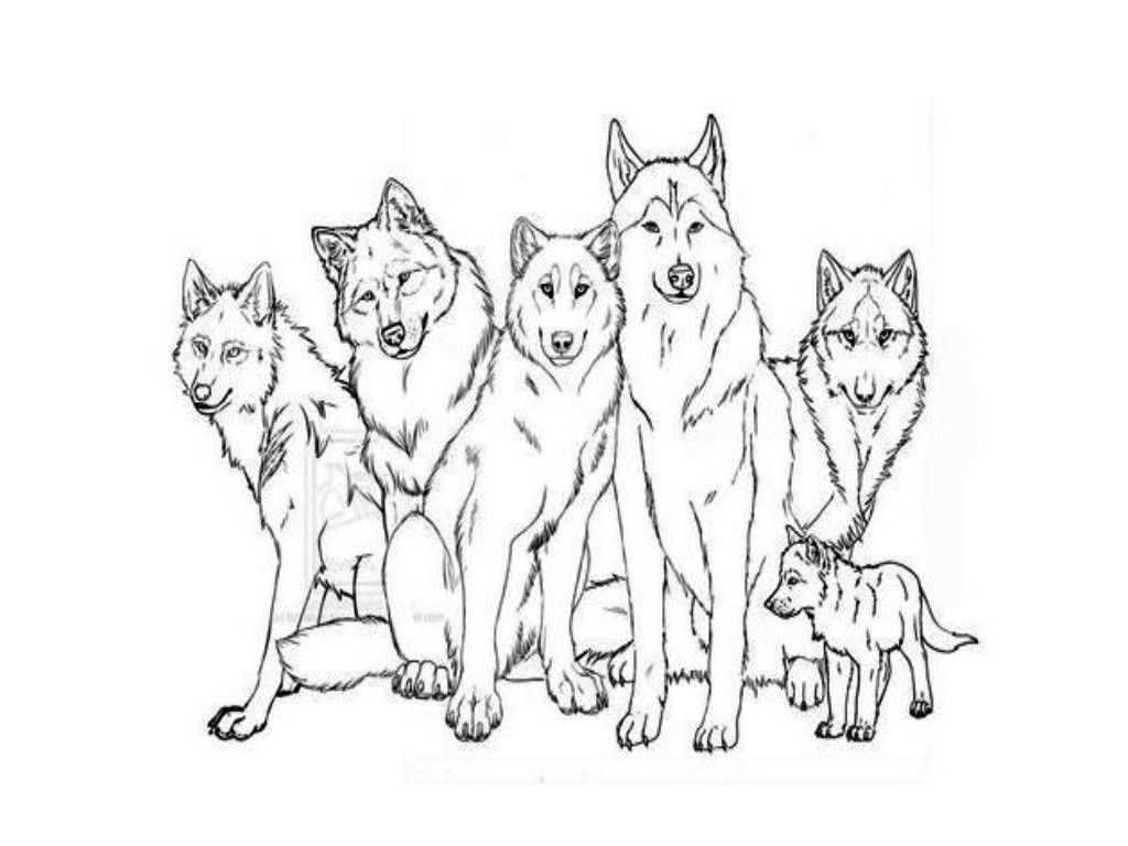 Wolf Family Drawing