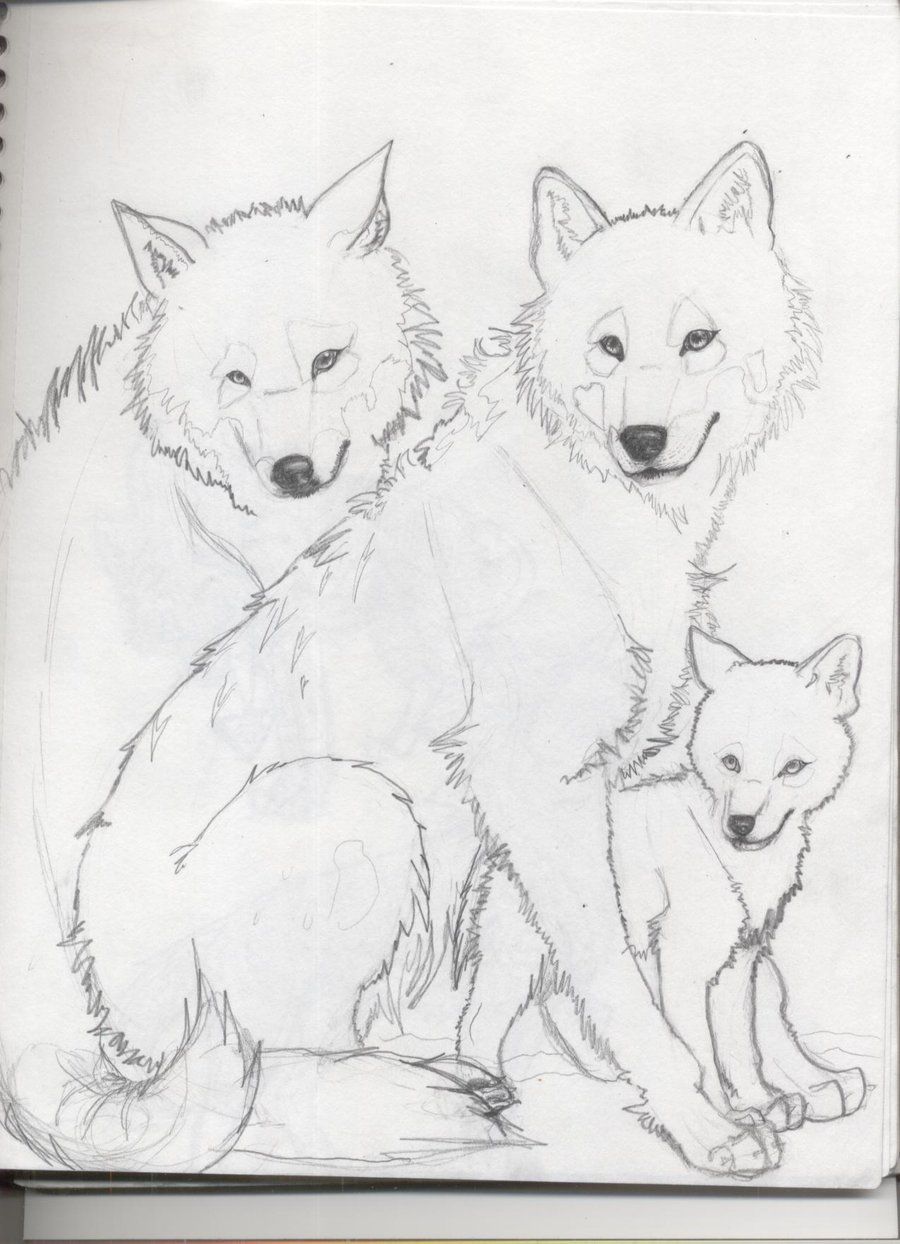 900x1244 Easy Wolf Drawings In Pencil How To Draw Wolf Family - Wolf Family Drawing