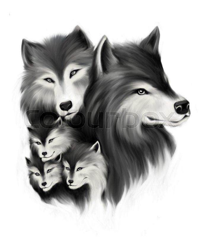 685x800 Portrait Of Wolf Family Hand Drawn Stock Photo Colourbox - Wolf Family Drawing