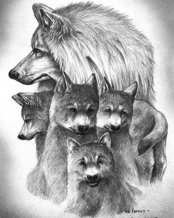 572x715 Tundra Wolf Family Poster - Wolf Family Drawing. 