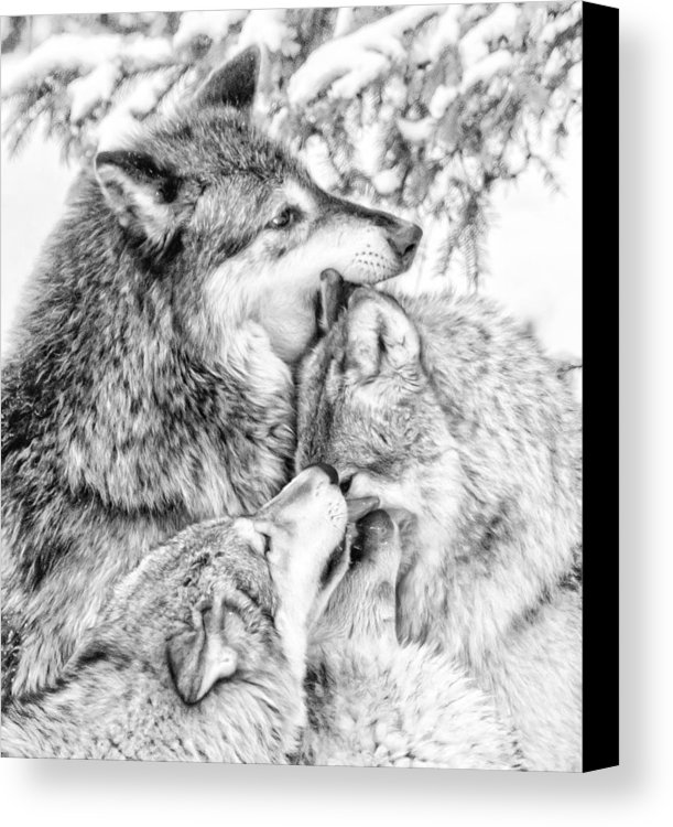 611x750 Drawing Canvases Wolf For Free Download - Wolf Family Drawing