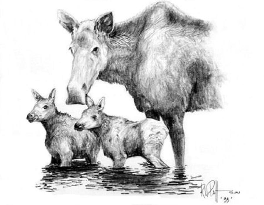 900x700 Wolf Family Drawings Fine Art America - Wolf Family Drawing