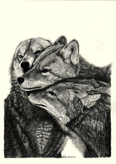 375x530 Wolf Family Love Drawing - Wolf Family Drawing