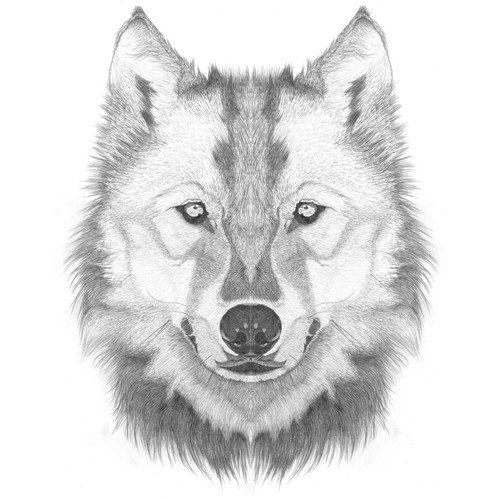 Wolf Front View Drawing at PaintingValley.com | Explore collection of ...