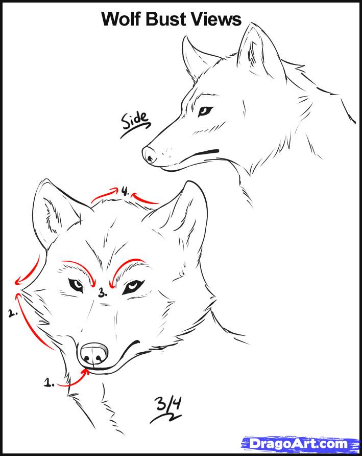 Wolf Front View Drawing at PaintingValley.com | Explore collection of ...