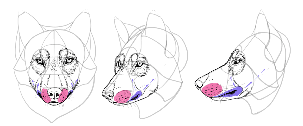 1000x416 how to draw a wolf head and shoulders, knees and paws - Wolf Front View Drawing