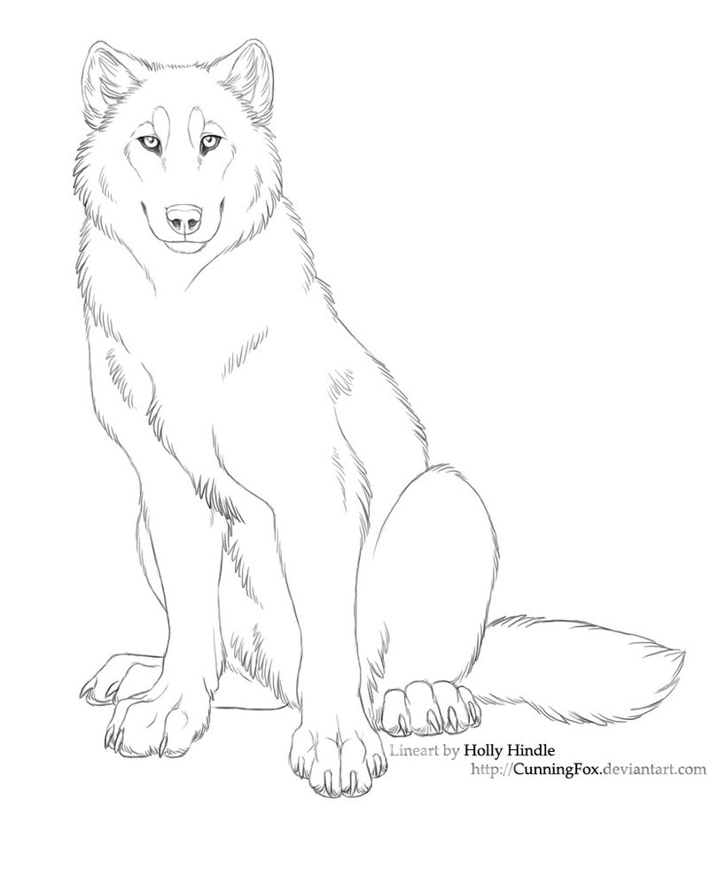 Wolf Front View Drawing at PaintingValley.com | Explore collection of ...