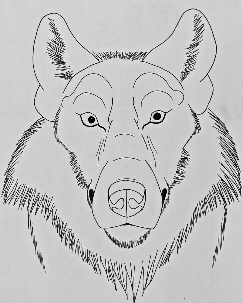 Wolf Front View Drawing at Explore collection of