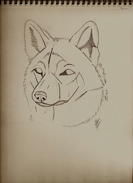 451x620 Guides To Drawing Wolves Steps - Wolf Hat Drawing