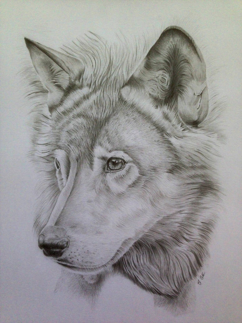 774x1033 Wolf Pencil Portrait - Wolf Hat Drawing