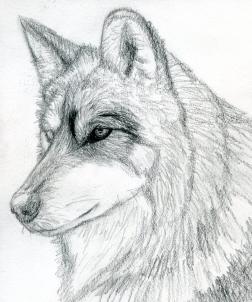 252x302 How To Draw A Wolf Head, Mexican Wolf, Step - Wolf Head Drawing