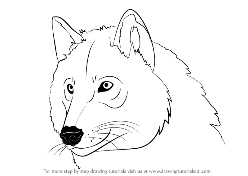 800x566 Learn How To Draw A Wolf Head - Wolf Head Drawing