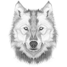 236x235 Best Wolf Heads Images Wolf Drawings, Wolves, Sketches Of Animals - Wolf Head Drawing