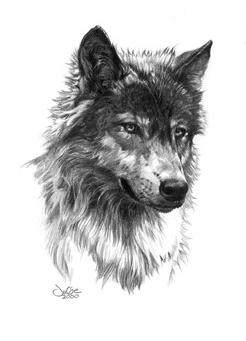 504x698 Wolf Head - Wolf Head Drawing