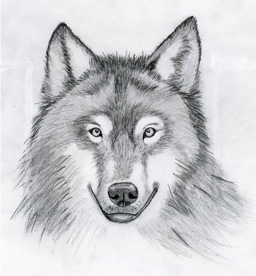 Wolf Head Drawing at PaintingValley.com | Explore collection of Wolf ...