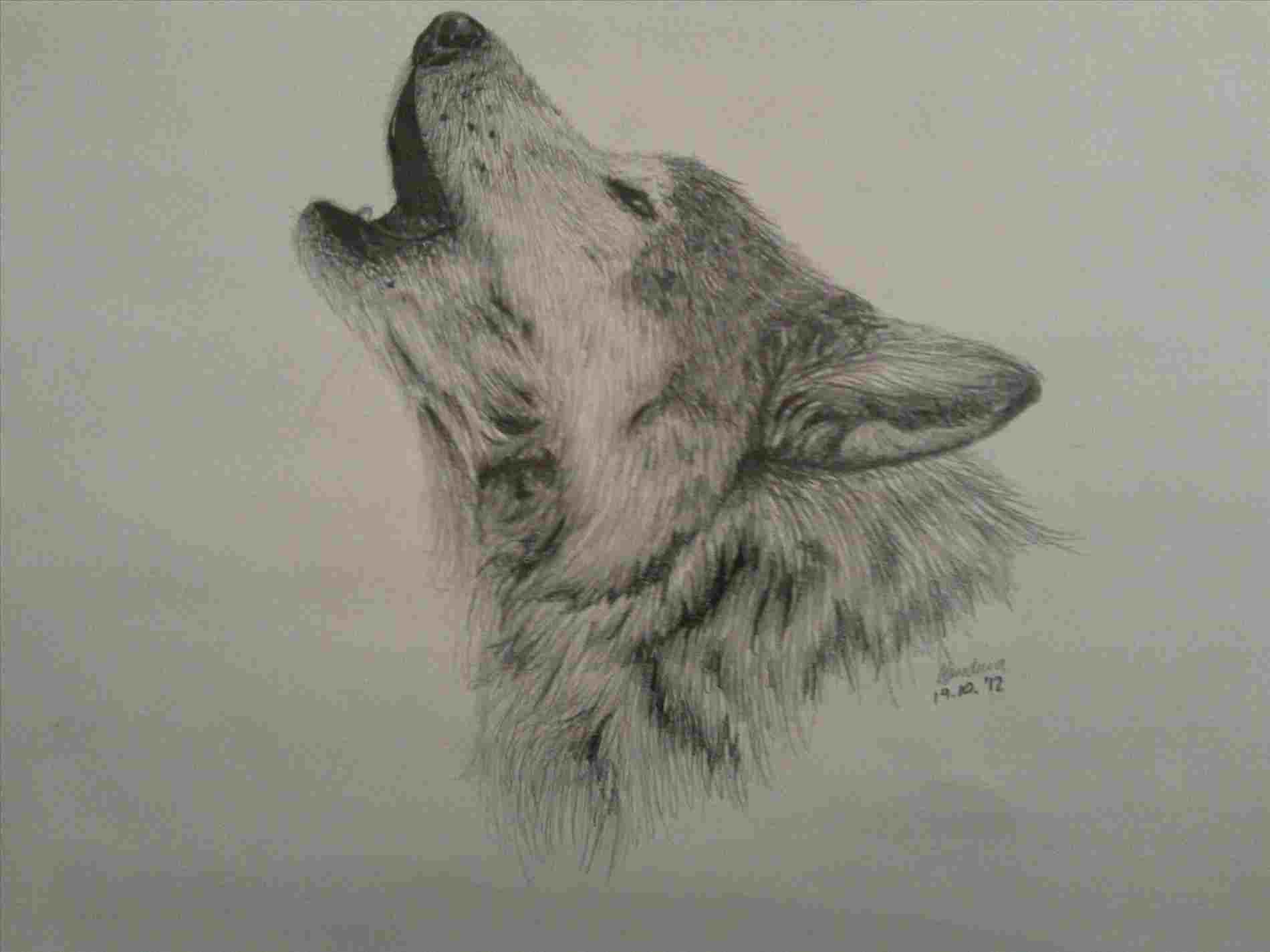 1900x1425 Wolf Pencil Sketch To Draw A Wolf Head Mexican Step - Wolf Head Drawing