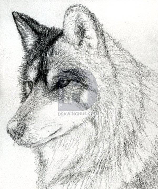 601x720 How To Draw A Wolf Head, Mexican Wolf, Step - Wolf Head Drawing Step By Step