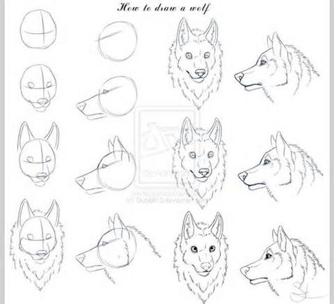 Wolf Head Easy Beginner Wolf Drawing ~ Drawing