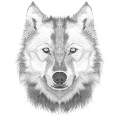 Wolf Head Drawing Step By Step at PaintingValley.com | Explore ...