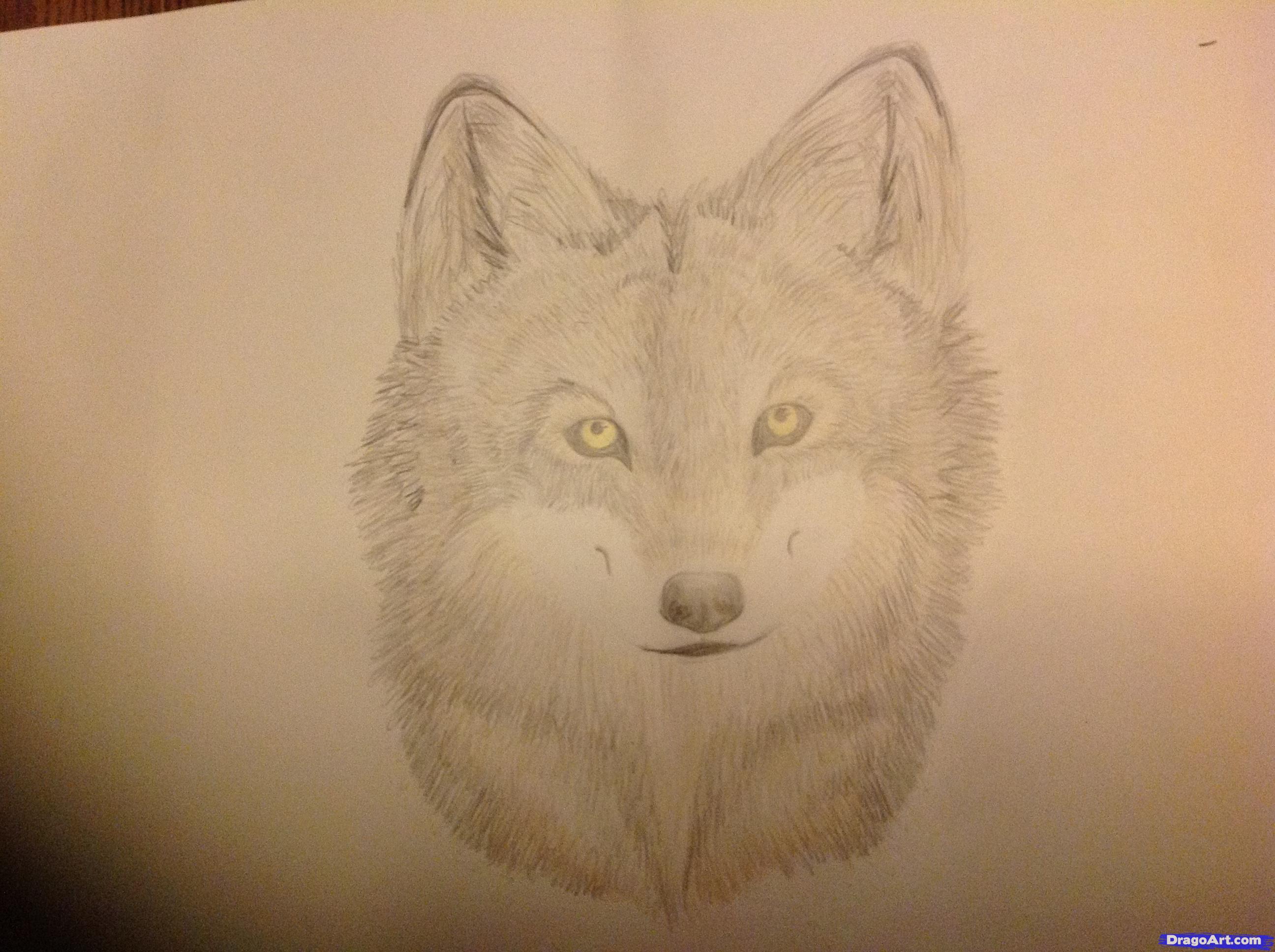 2592x1936 How To Draw A Wolf Head, Coloured, Step - Wolf Head Drawing Step By Step