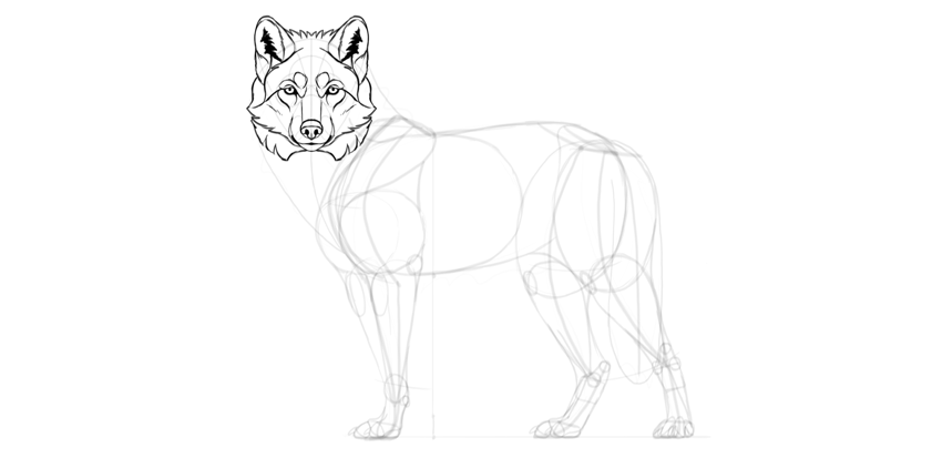 850x413 How To Draw A Wolf Step - Wolf Head Drawing Step By Step
