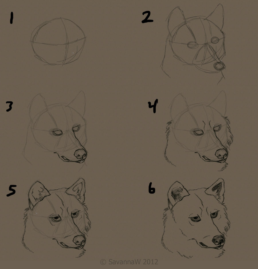 900x936 Photos Realistic Wolf Drawings - Wolf Head Drawing Step By Step