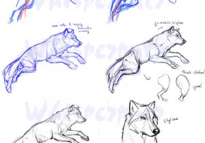 300x210 Wolf Drawing Step - Wolf Head Drawing Step By Step