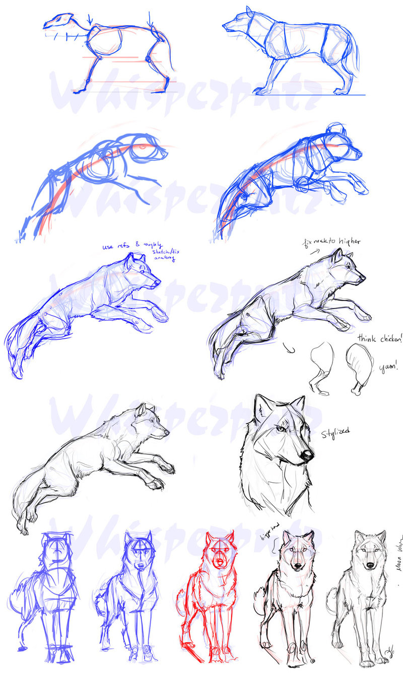 800x1341 Wolf Drawings Step - Wolf Head Drawing Step By Step