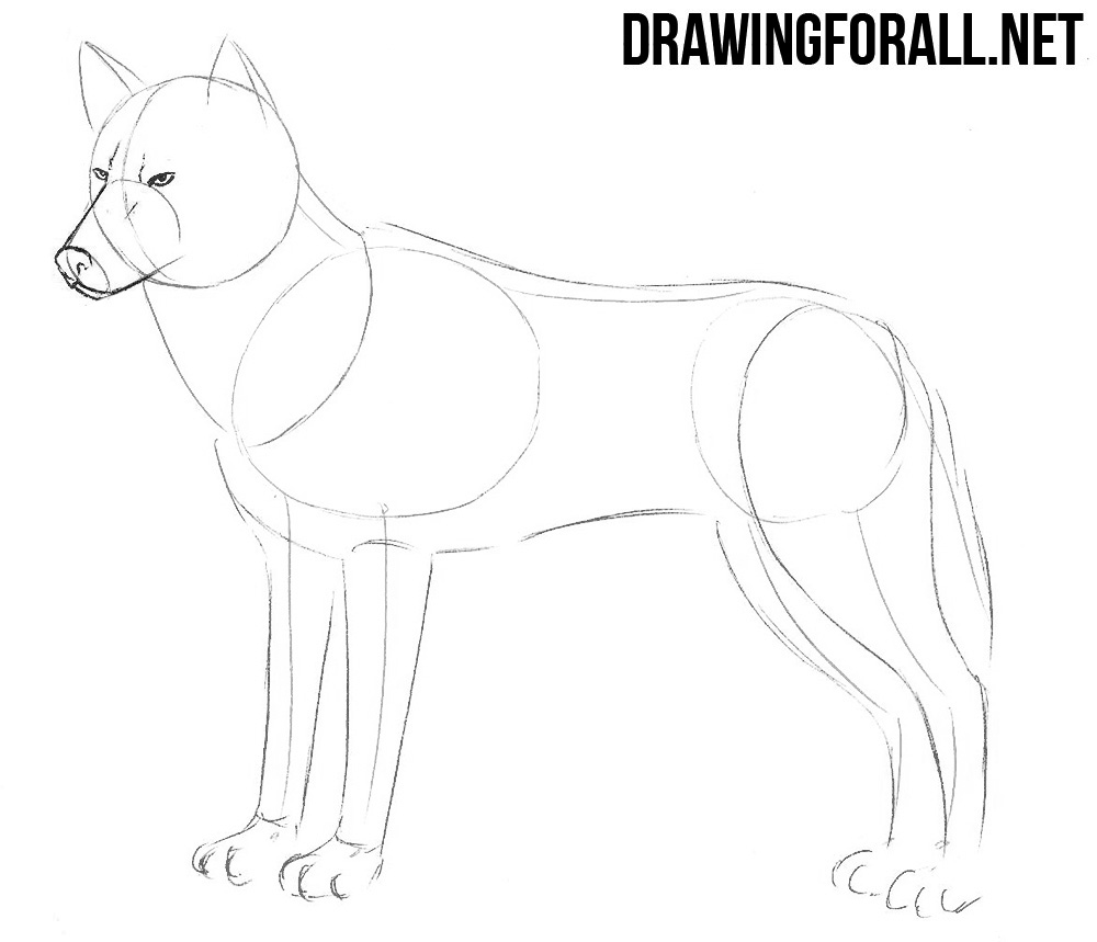 1000x859 How To Draw A Bear Head Easy - Wolf Head Drawing Step By Step
