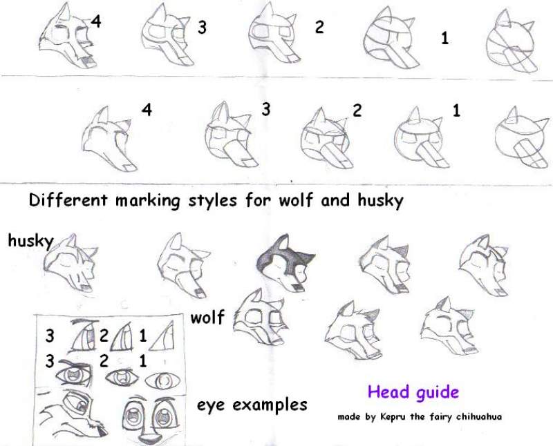 800x646 Fanart Kepz Thefairychihuahua - Wolf Head Drawing Step By Step