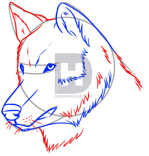 519x543 How To Draw A Realistic Wolf, Draw Real Wolf, Step - Wolf Head Drawing Step By Step