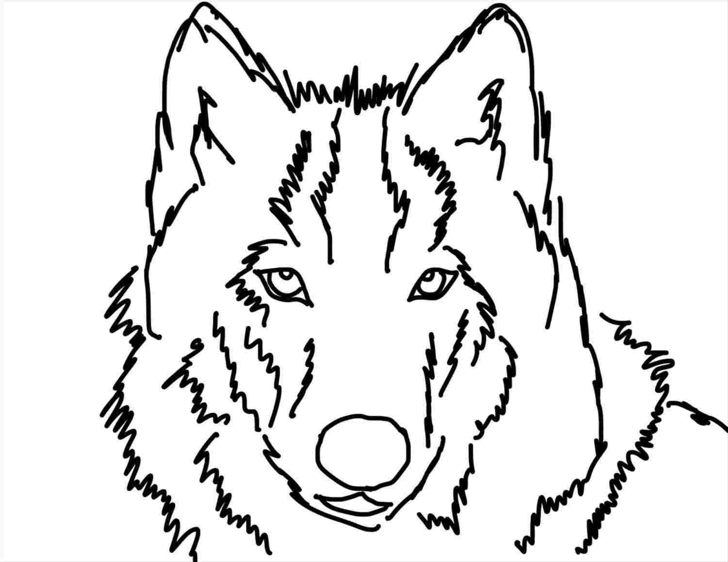 1501x1159 how easy wolf head line drawing to draw a howling wolf - Wolf Head Line Drawing