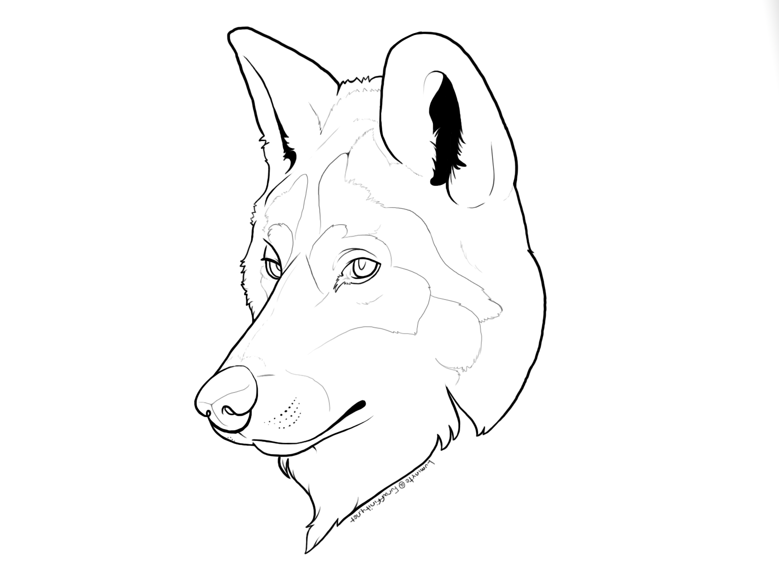 1600x1200  - Wolf Head Line Drawing