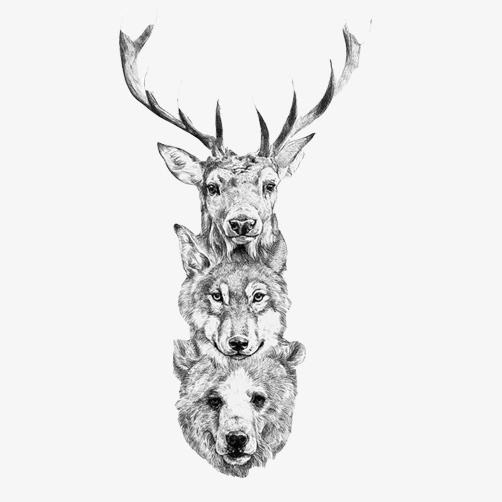 502x502 Wolf Bear Deer Head Creative Assembly, Sketch, Hand Painted, Line - Wolf Head Line Drawing