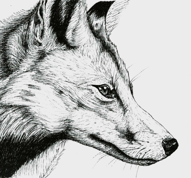 794x742 Fox Head Side View Etsy - Wolf Head Side Drawing