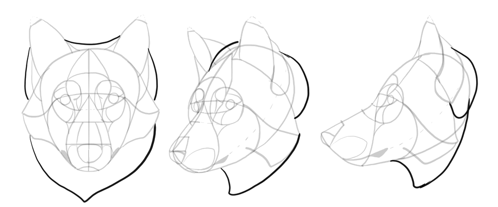 1000x416 How To Draw A Wolf Head And Shoulders, Knees And Paws - Wolf Head Side Drawing