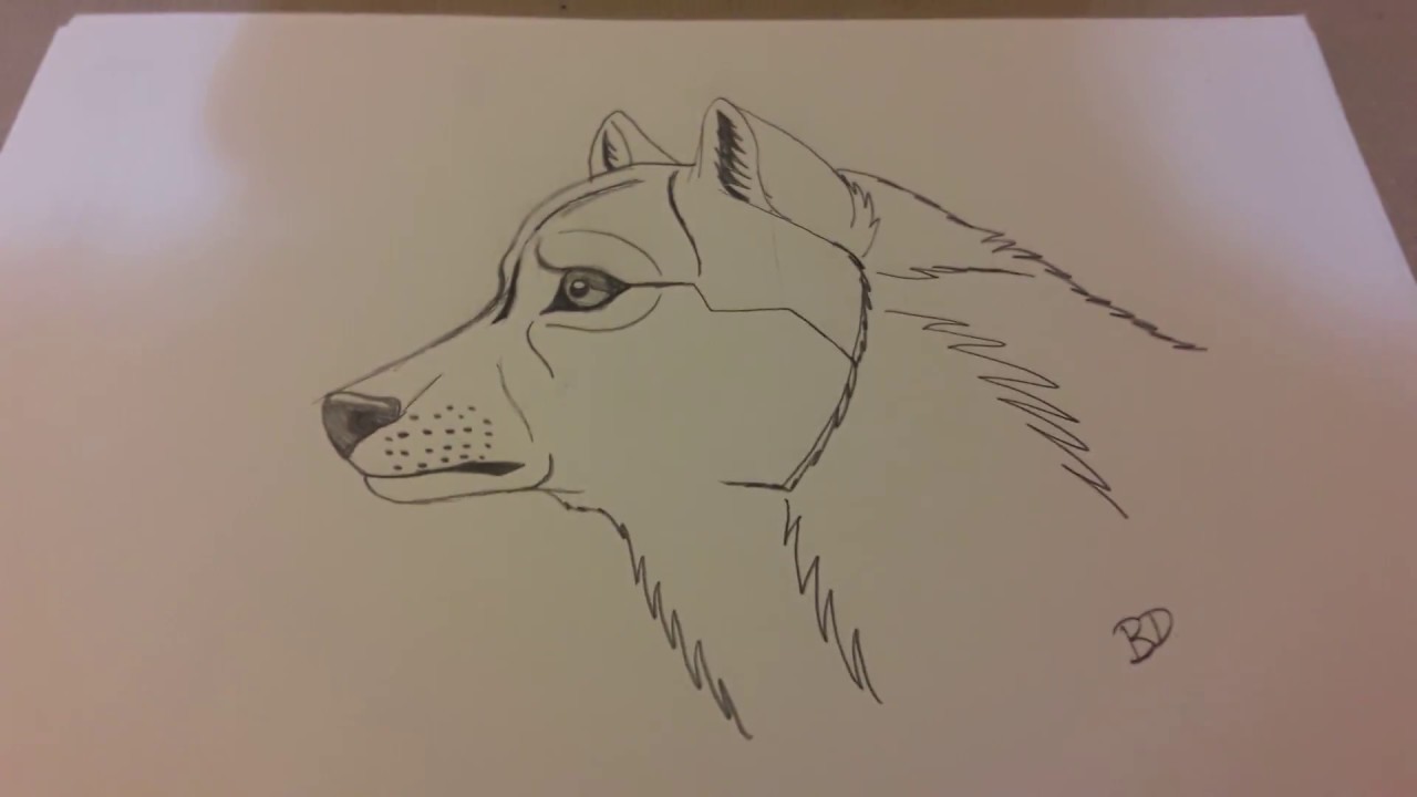1280x720 How To Draw A Wolf Head Side View - Wolf Head Side Drawing