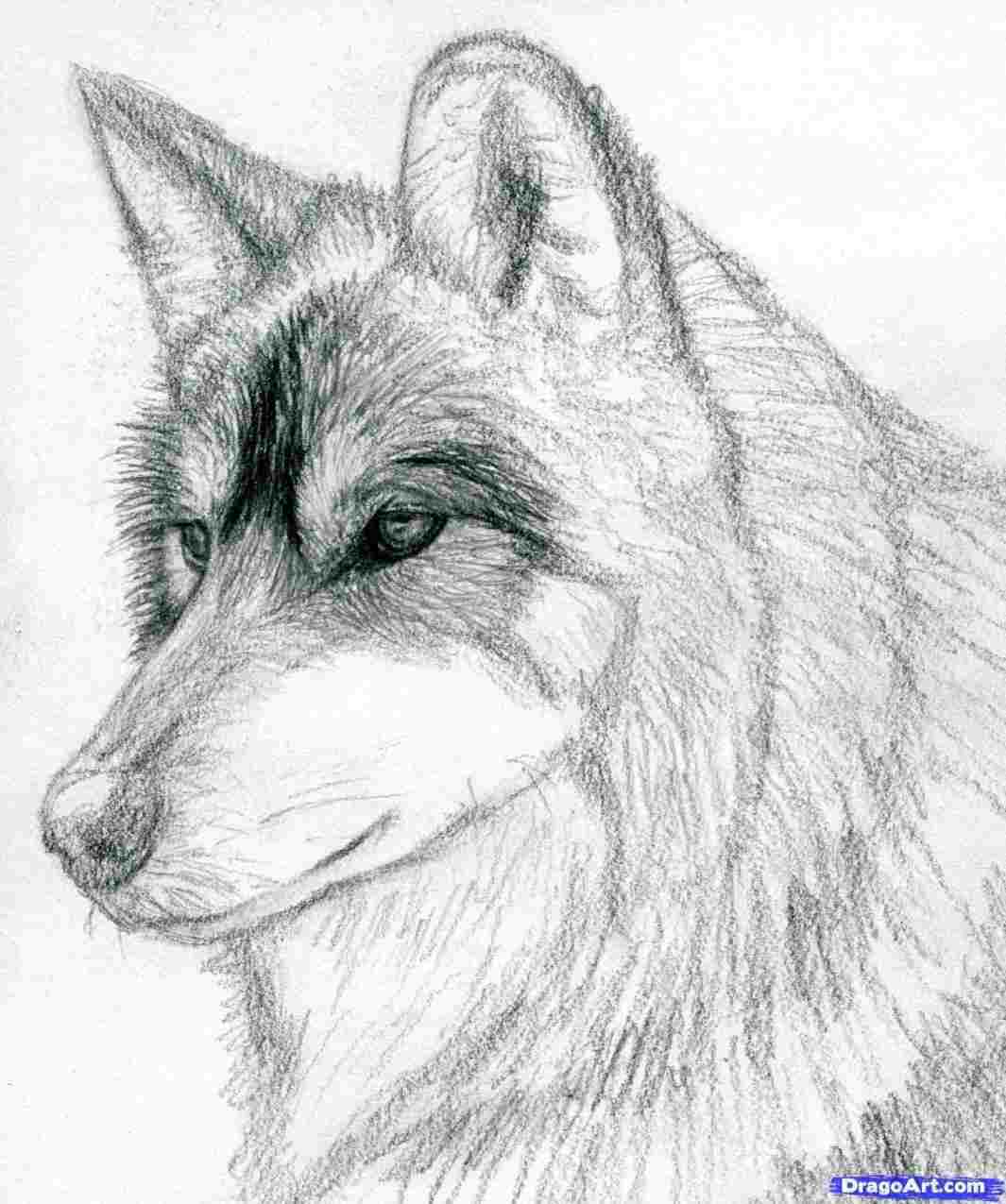 1065x1275 Wolf Head Drawing Easy Anatomy Study - Wolf Head Side Drawing