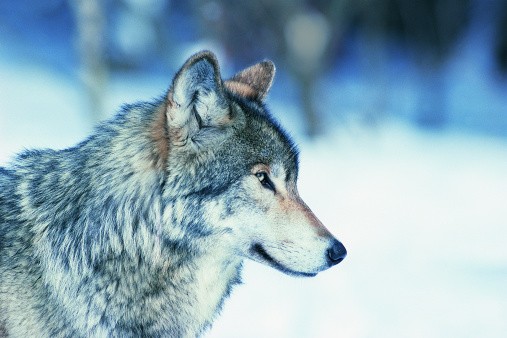 507x338 Wolf Head Side Profile - Wolf Head Side Drawing