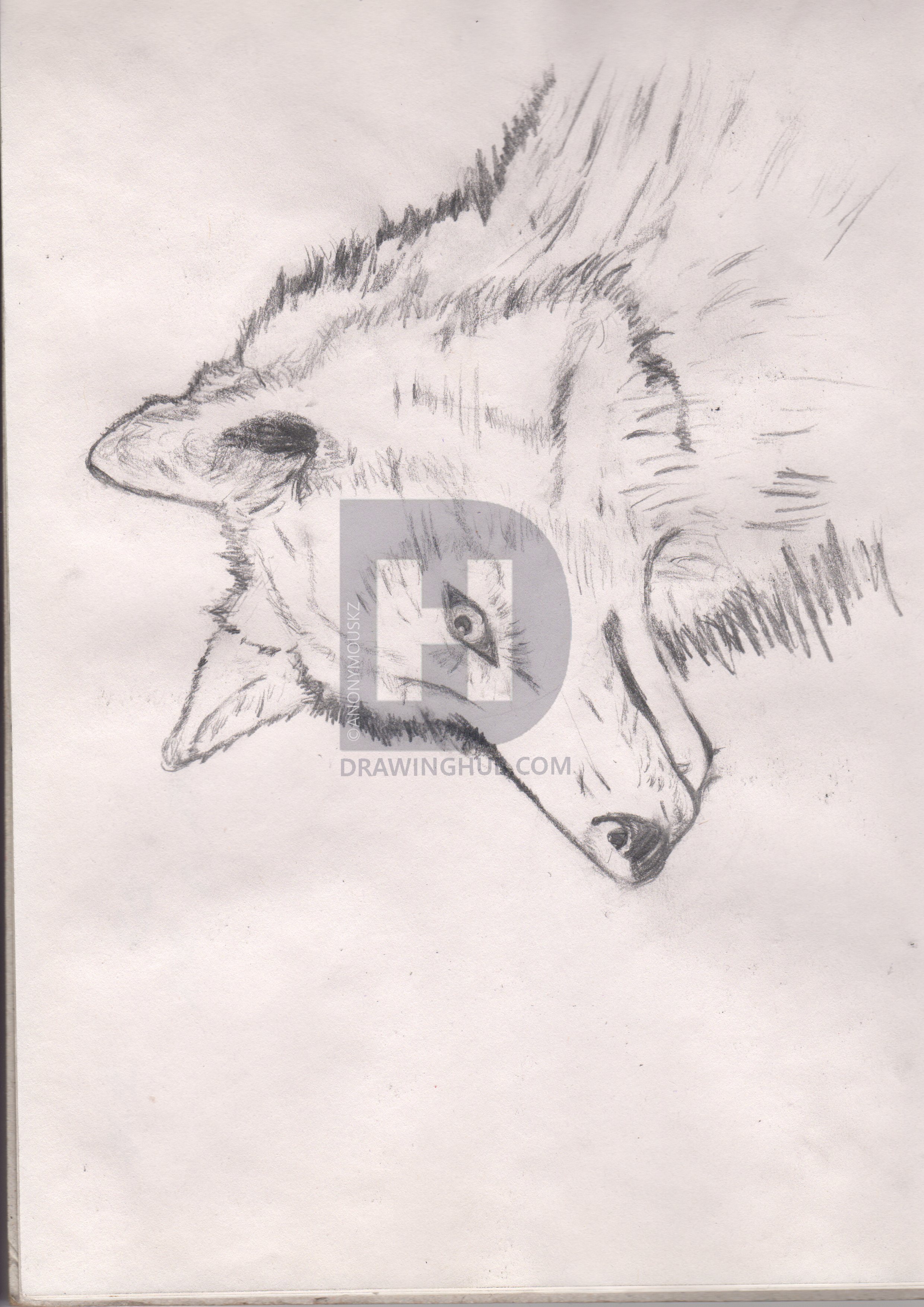 2481x3509 Wolf Head Side View Drawing - Wolf Head Side Drawing