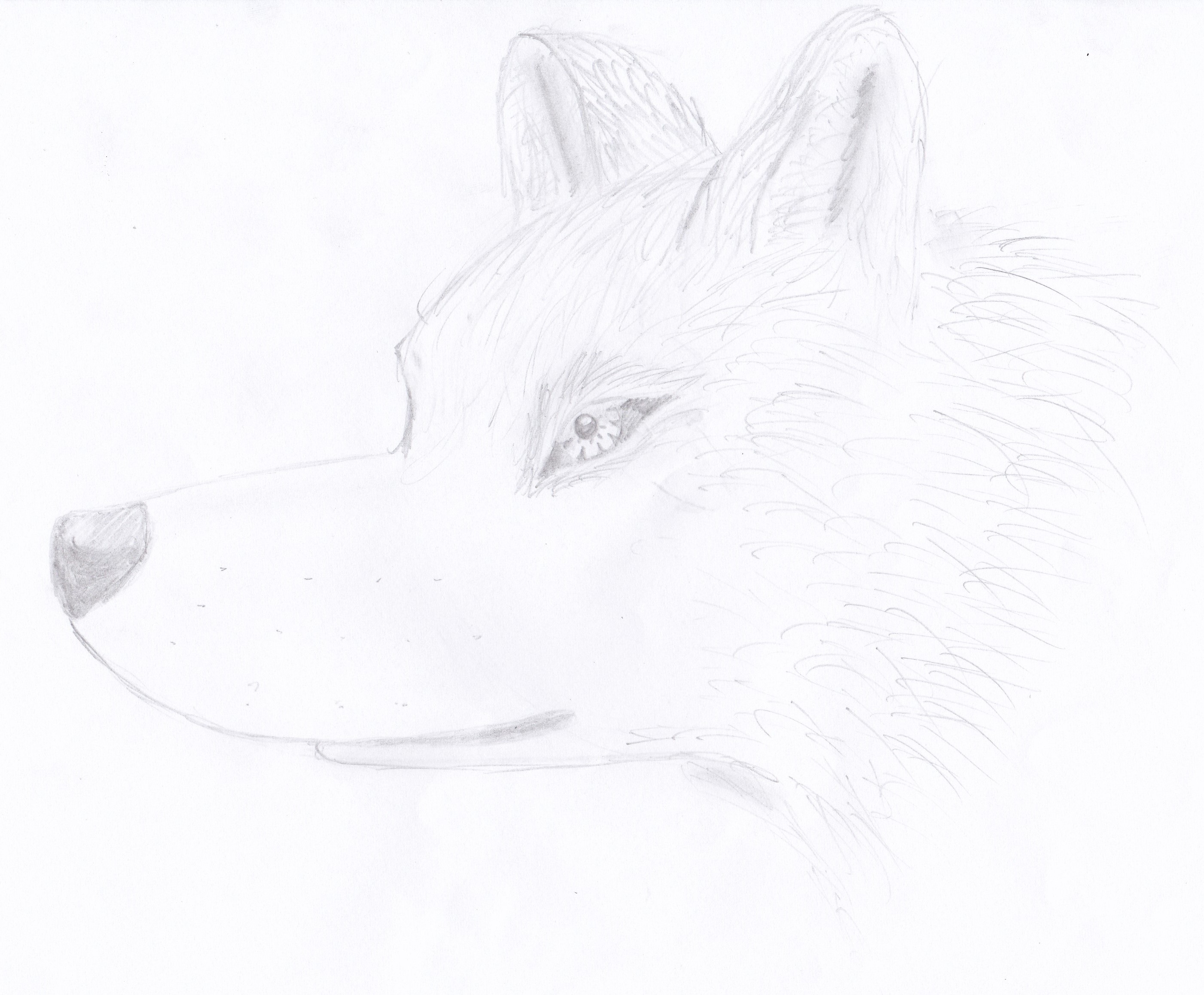 2803x2316 Wolf Head Side - Wolf Head Side Drawing